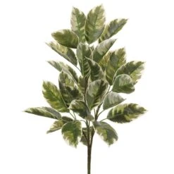 27″ Rubber Plant BusH X 3 With 28 Leaves Green Cream