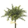 10″ Rosemary Bundle X6 Green