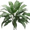 28″ Silver Queen Plant With 36 Leaves Green