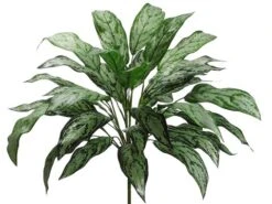 28″ Silver Queen Plant With 36 Leaves Green