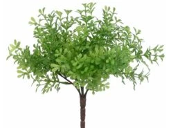 8″ Thyme Bush Green