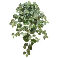 31″ Puff Pothos Hanging Bush x9 W/156 Leaves Green