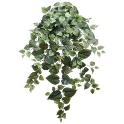 38″ Puff Philodendron Hanging Bush X12 W/239 Leaves Green