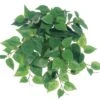12″ Medium Philodendron Hanging BusH X 9 With 106 Leaves Two Tone Green