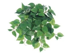 12″ Medium Philodendron Hanging BusH X 9 With 106 Leaves Two Tone Green