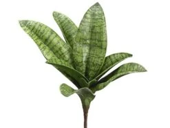 7″ Sanseveria Pick Green