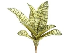 7″ Sanseveria Pick Yellow Green