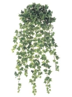 30″ Mini Holland Ivy Hanging Bush X18 