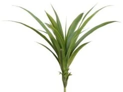 26″ Dracaena Plant Green
