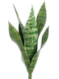 15.5″ Mother-In-Law’s Tongue x9 Green