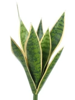 15.5″ Mother-In-Law’s Tongue x9 Variegated