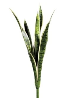 24″ Mother-In-Law’s Tongue X5 Variegated