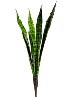 28″ Mother-In-Law Tongue Plant Two Tone Green