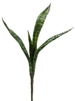 18″ Mother-In-Law Tongue Plant Two Tone Green