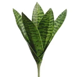10″ Sansevieria Plant Green