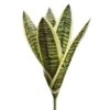 10″ Sansevieria Plant Variegated