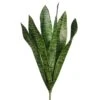 16″ Sansevieria Plant Green