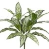 24″ Silver Queen Plant X3 With 24 Leaves Two Tone Green