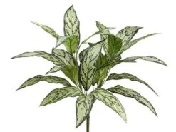 24″ Silver Queen Plant X3 With 24 Leaves Two Tone Green