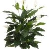 42.5″ Spathiphyllum Plant with 60 Leaves And 10 Flowers Green