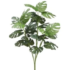 3′ Split Philodendron Plantx3Green