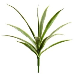 22″ Yucca Plant Variegated
