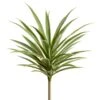 27″ Yucca Plant Variegated