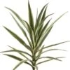 27″ Yucca Plant With 24 Leaves Variegated