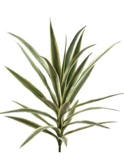 27″ Yucca Plant With 24 Leaves Variegated