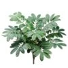 22″ Zamia Furfuracea Bush X10 Green