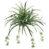 28″ Spider Plant X100 With 32 Babies 