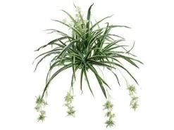 28″ Spider Plant X100 With 32 Babies 