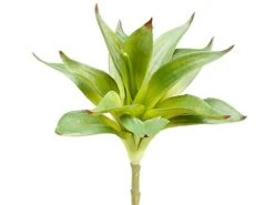 10″ Dracaena Spray Green