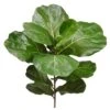 30″ Fiddle Leaf Branch With 11 Large Leaves Green