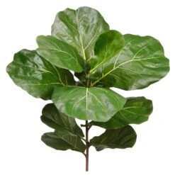 30″ Fiddle Leaf Branch With 11 Large Leaves Green