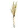 38″ Rattail Grass Bundle X3 Beige Cream