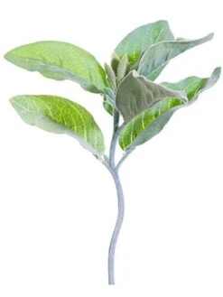 10.5″ Lamb’s Ear Stem  Green