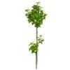 42.5″ Mint Branch Green