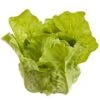 4.7″H X 3.5″W X 4.3″L Lettuce Green