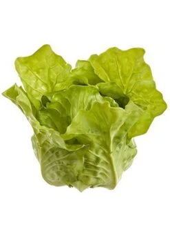4.7″H X 3.5″W X 4.3″L Lettuce Green