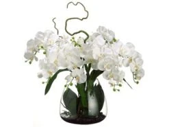 26″H X 28″W X 28″L Phalaenopsis Orchid In Glass Vase Cream