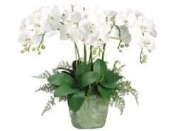 28″H X 25″W X 20″L Phalaenopsis Orchid/Lace Fern In Ceramic Square Pot White Green