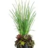41″H X 15″W X 15″L Echeveria/Succulent/Yucca In Bamboo Bowl Burgundy Green