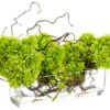 14″H X 13″W X 22″L Curly Willow with Cone Hydrangea In Glass Vase Lime