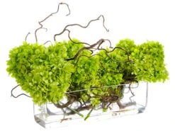 14″H X 13″W X 22″L Curly Willow with Cone Hydrangea In Glass Vase Lime