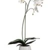 30″ Phalaenopsis Plant In Terra Cotta Pot White
