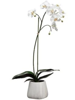 30″ Phalaenopsis Plant In Terra Cotta Pot White