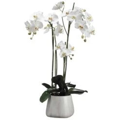 35″H X 15.5″W X 28″L Phalaenopsis Orchid Plant In Terra Cotta Pot White