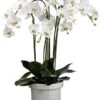 39″H X 22″W X 24″L Phalaenopsis Orchid Plant In Terra Cotta Pot White