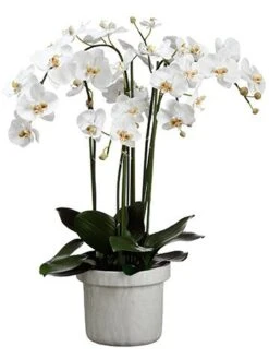 39″H X 22″W X 24″L Phalaenopsis Orchid Plant In Terra Cotta Pot White